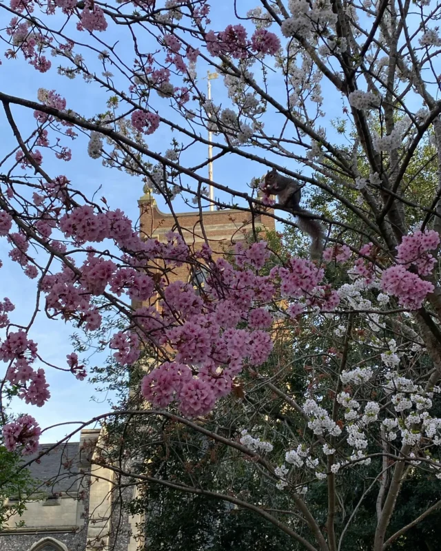 10 for morning service and with our tower captain and wife away, Mike looked after the ringing with rounds on 8, Catherine had her first go at call changes on 8 and did really well 👍🏻 and two goes at Grandsire Triples. Team blue too! A very coordinated team 💙 

No ringing this evening as too many away for Mother’s Day celebrations. Don’t the blossoms and magnolias look amazing! 🤩🌸 Can you spot the squirrel enjoying the blossoms for breakfast in picture 1?! #kingstonbellringers #allsaintschurchkingston #kingstonuponthames #bellringing 📸 @soshanau
